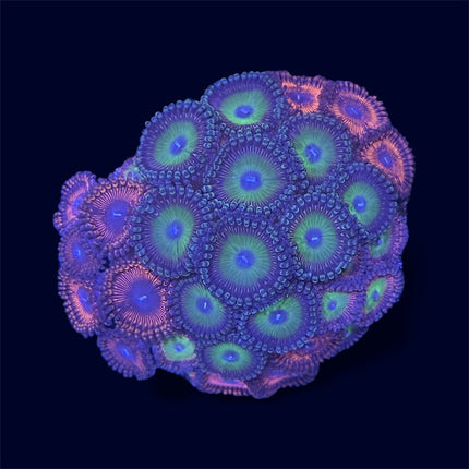 Zoa Combo Piece - D12