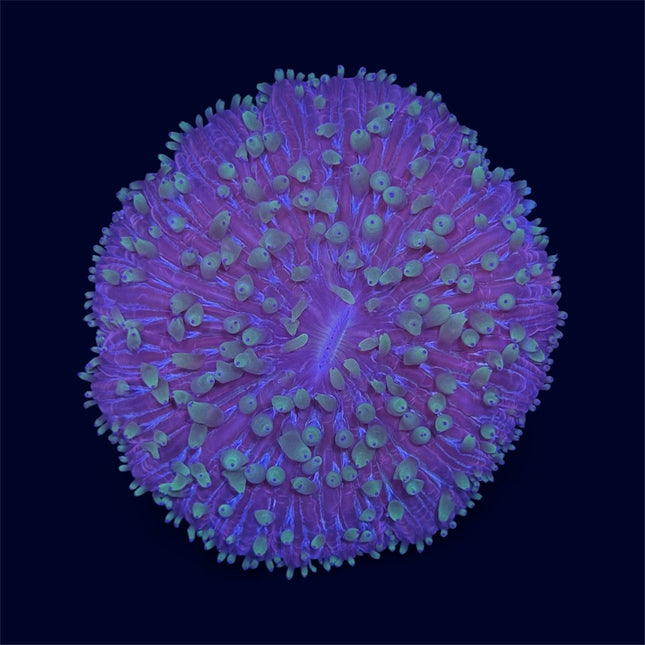 Red/Green Plate Coral - D13