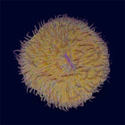 Orange Plate Coral - D14