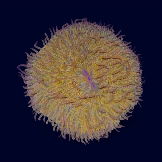 Orange Plate Coral - D14