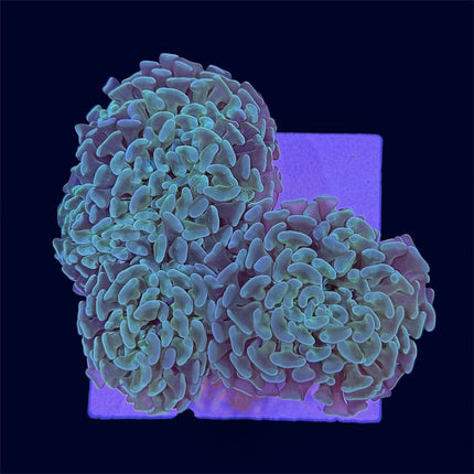 Green Wall Hammer - D15