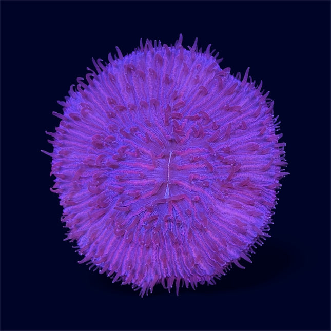 Purple/Red Plate Coral - D16