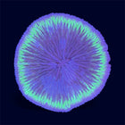 Purple/Green Plate Coral - D17