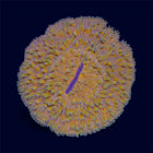 Orange Plate Coral - D18