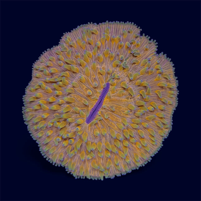 Orange Plate Coral - D18