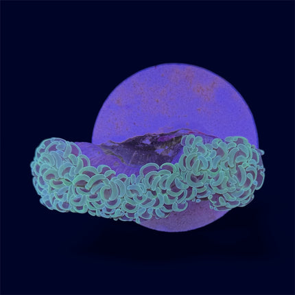 Green Wall Hammer - D19