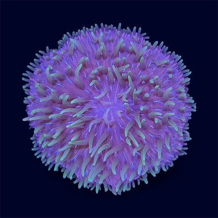 Red/Green Plate Coral - D20