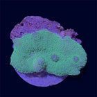 Green Elephant Ear Mushroom - D21