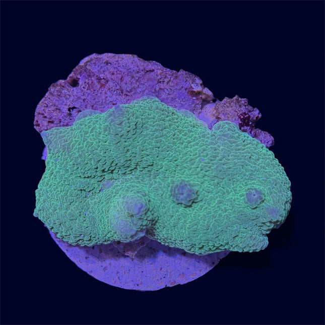 Green Elephant Ear Mushroom - D21