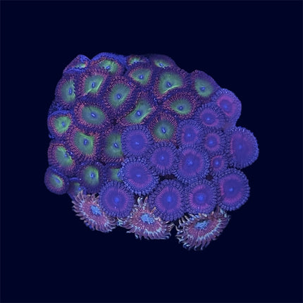 Zoa Combo Piece - D2