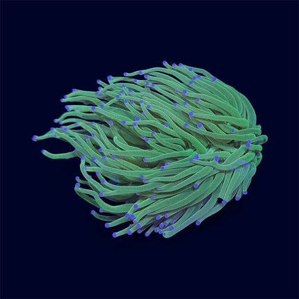 Neon Green Torch - D22