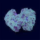 Green Wall Hammer - D23