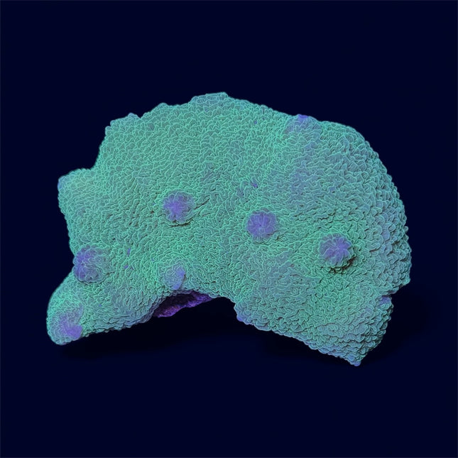 Green Elephant Ear Mushroom - D24