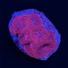 Red Blastomussa - D25