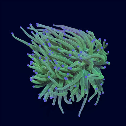 Neon Green Torch - D26