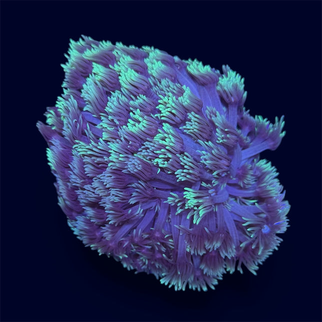 Purple/Green Goni Mini Colony - D27