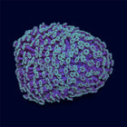 Green/Pink Goniopora Mini Colony - D28