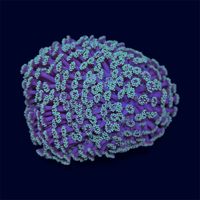 Green/Pink Goniopora Mini Colony - D28