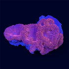 Red Blastomussa - D29