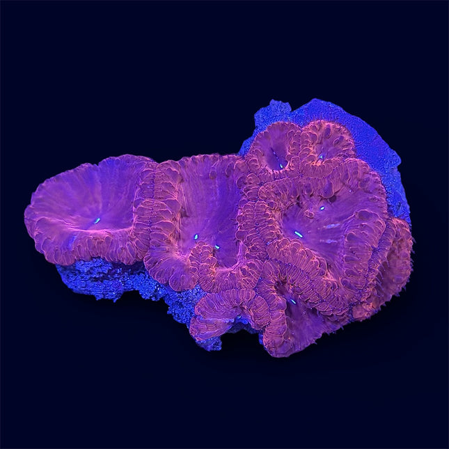 Red Blastomussa - D29