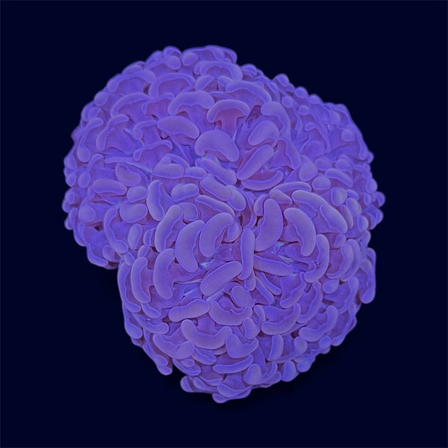 Purple Wall Hammer - D30