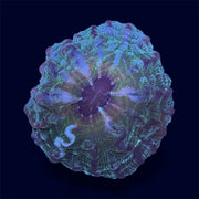 Green Donut - D3