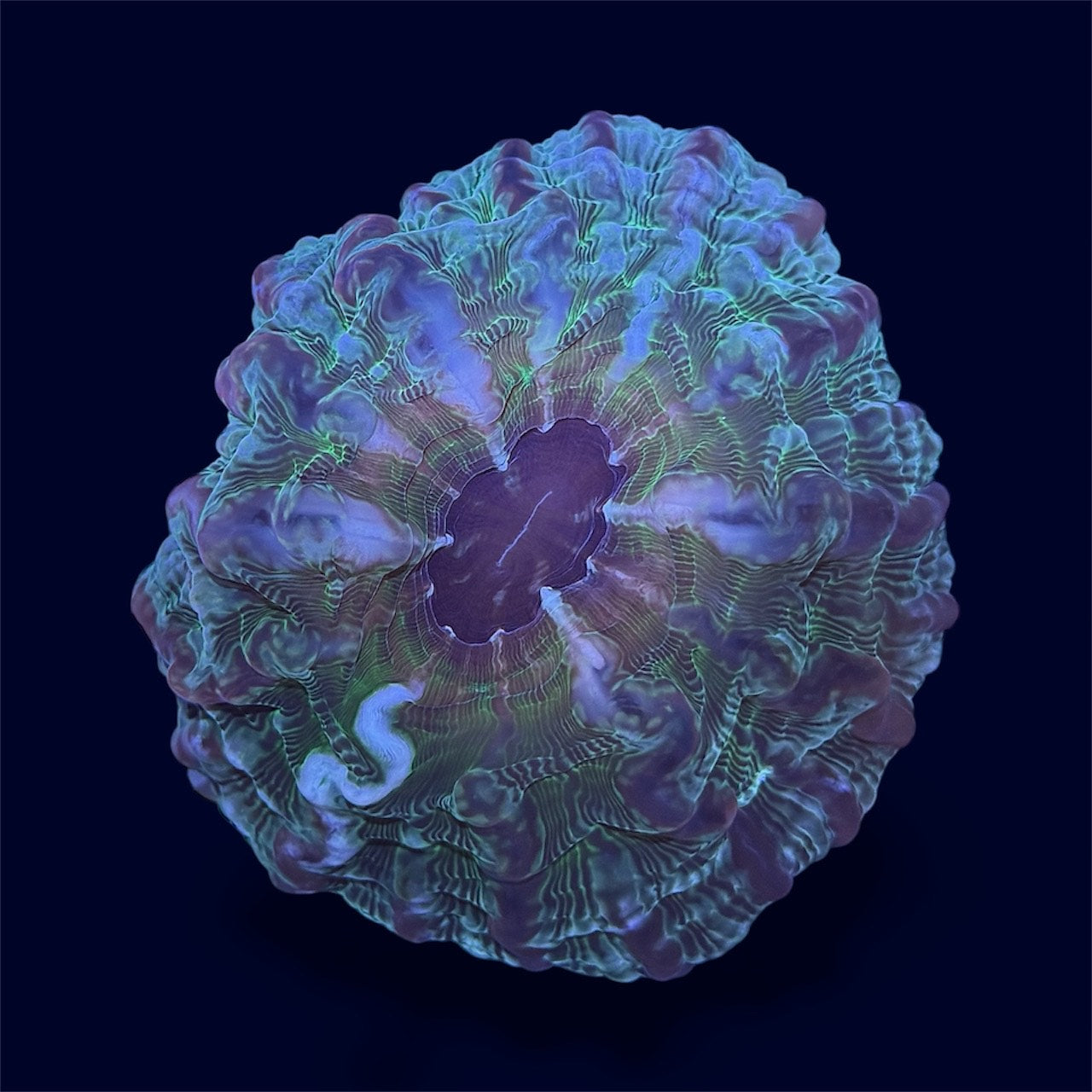 Green Donut - D3