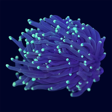 Yellow Tip Torch - D34