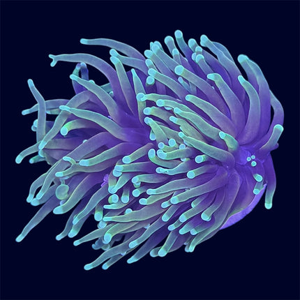 Dragon Soul Torch - D35