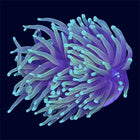 Dragon Soul Torch - D35