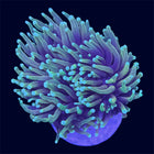 Dragon Soul Torch - D37