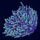 Dragon Soul Torch - D40