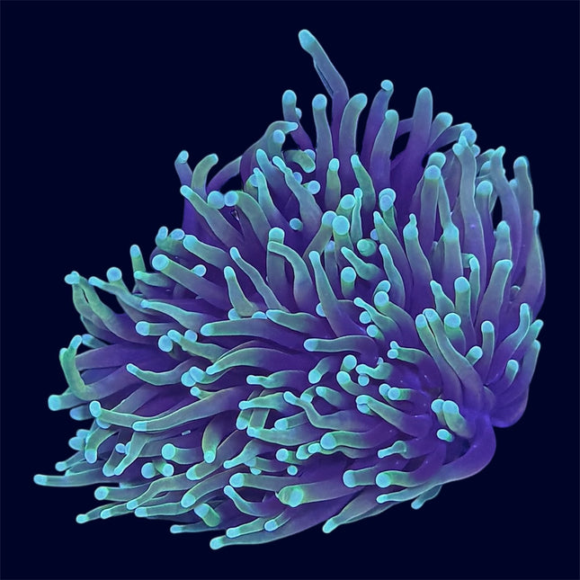 Dragon Soul Torch - D40