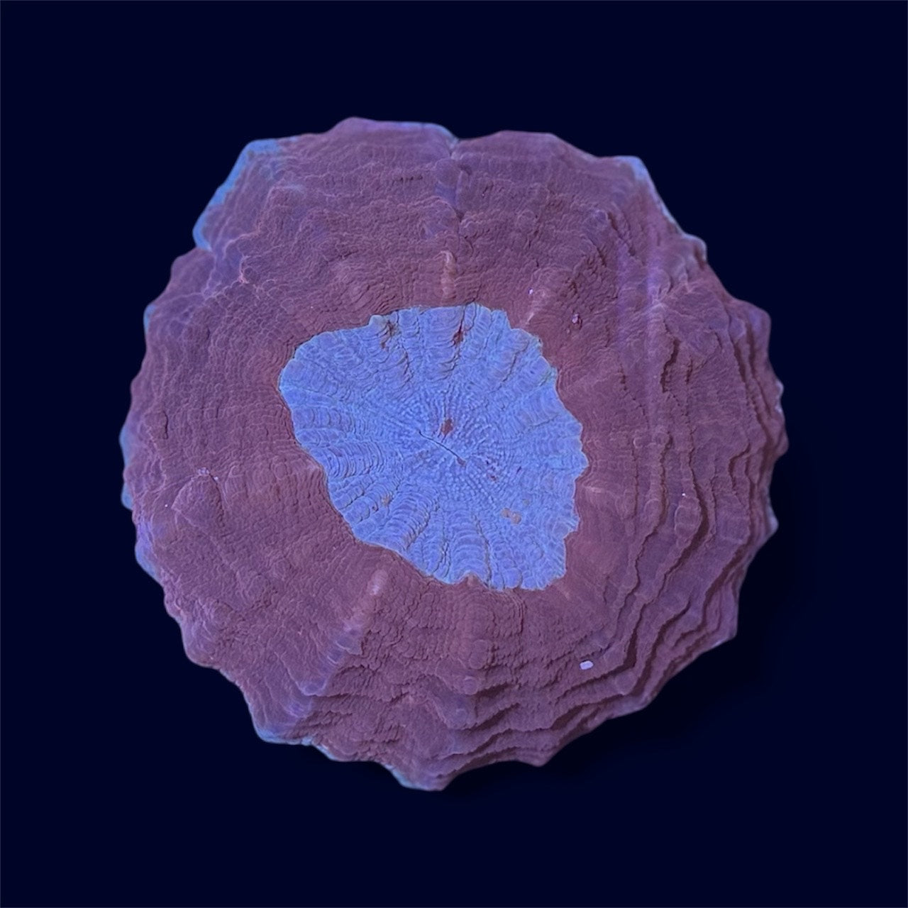 Red Donut - D5