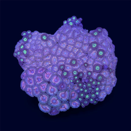 Pineapple Express Zoa Combo Rock - D8