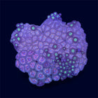 Pineapple Express Zoa Combo Rock - D8