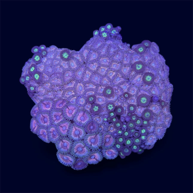 Pineapple Express Zoa Combo Rock - D8