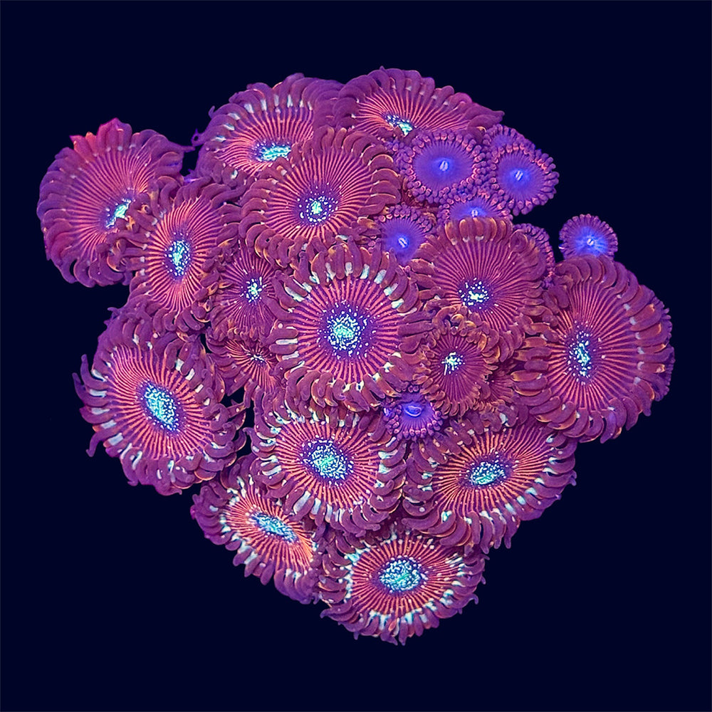 Red Magician Zoa Frag - E1