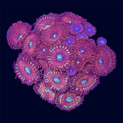 Red Magician Zoa Frag - E1