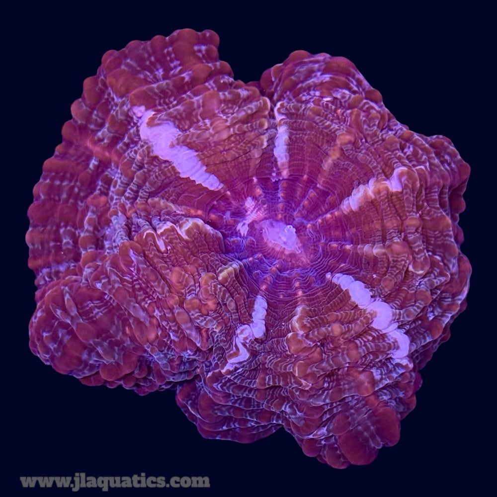 Red Cynarina - E3