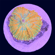 Orange Rhodactis Mushroom - F2