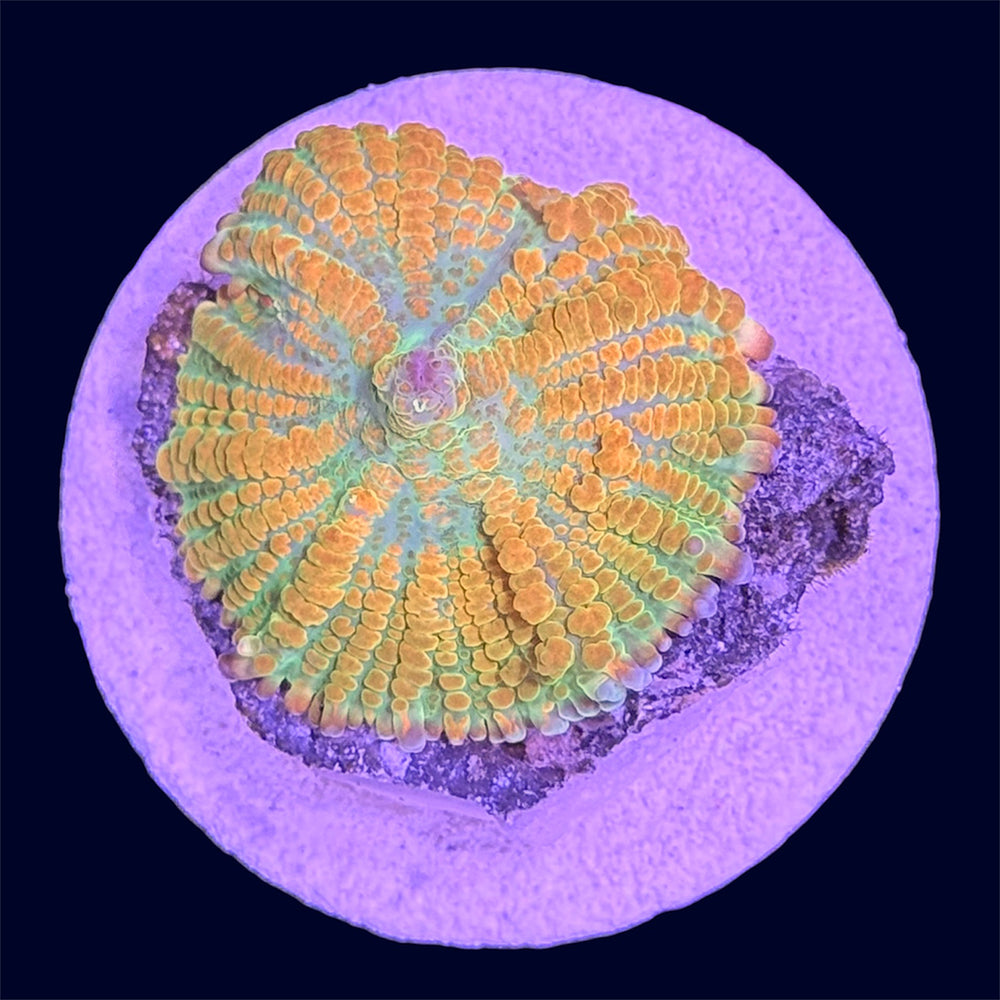 Orange Rhodactis Mushroom - F2