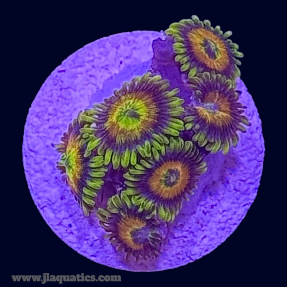 Rising Sun Zoa - F2