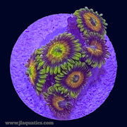 Rising Sun Zoa - F2
