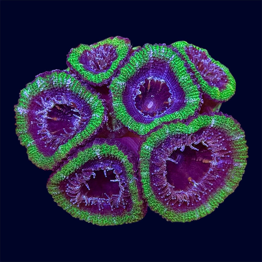 Micromussa Lord Frag - F4