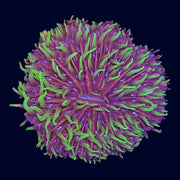 Plate Coral - F9