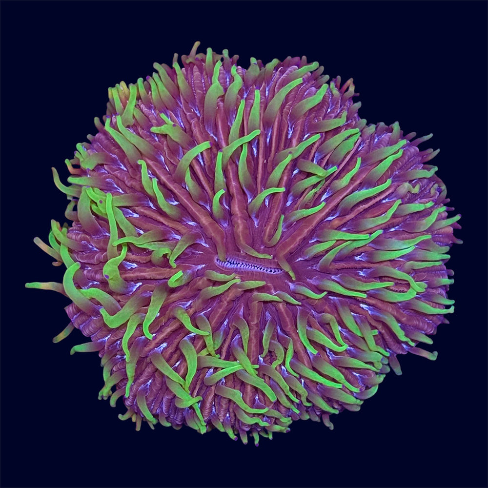 Plate Coral - F9
