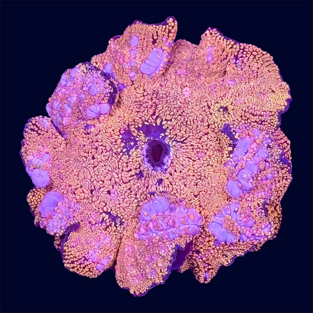 Orange Interstellar Mushroom - G1