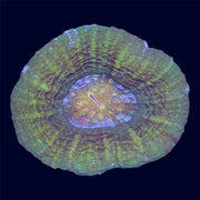 Green Scoly - G3