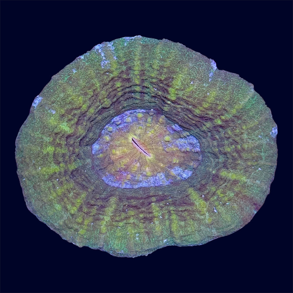 Green Scoly - G3